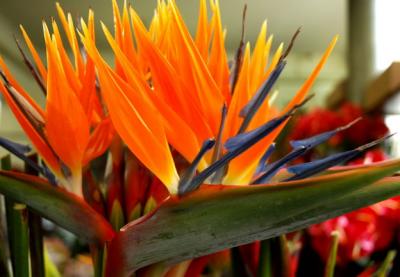 Festa da Flor