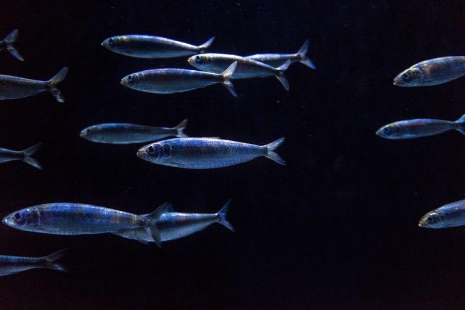 Oceanário de Lisboa tem um novo aquário de sardinhas