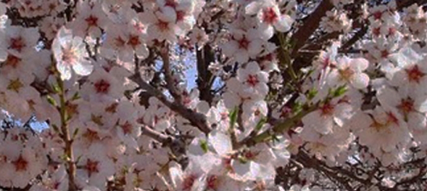 Festa da Amendoeira em Flor e dos Patrimónios Mundiais