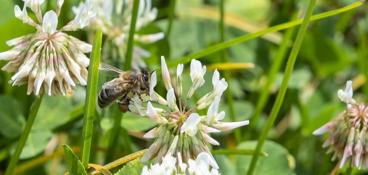 Dia Mundial da Biodiversidade - Lisboa vai ter 25 por cento de espaços verdes