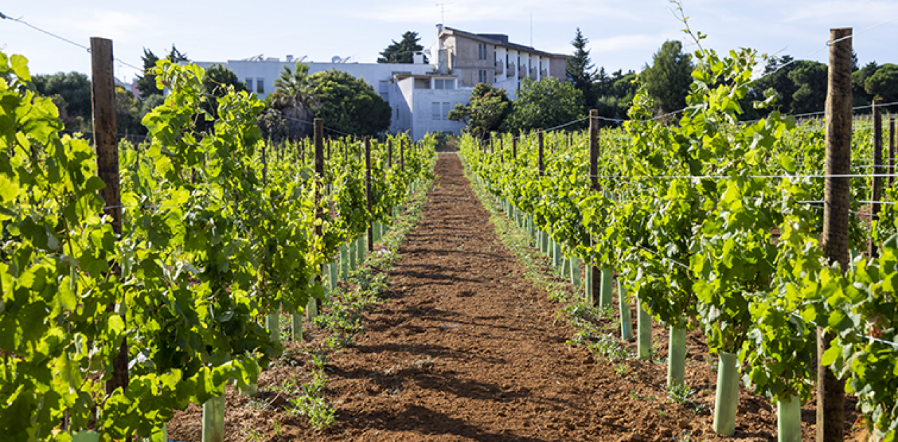 Mosteiro de Santa Maria do Mar vai produzir Vinho de Carcavelos
