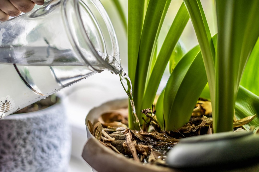 Nunca Mais Deite Isto Fora — As Suas Plantas Agradecem