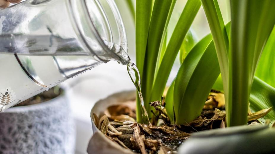 Nunca Mais Deite Isto Fora — As Suas Plantas Agradecem